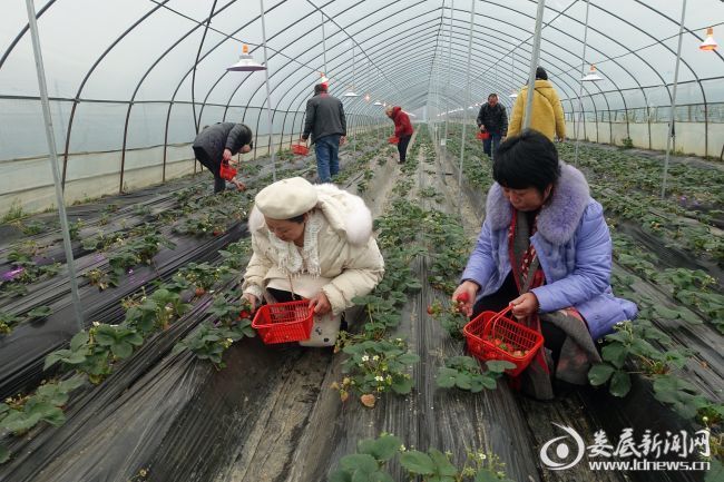 双峰：生物活性炭基有机肥使用试点成功