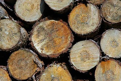 木质活性炭原料