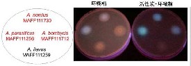 活性炭对高黄曲霉素检测效率的提高
