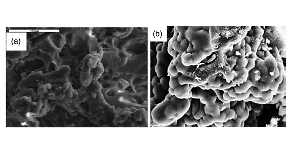 木质素和活性炭的SEM显微照片