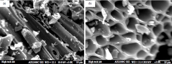 活性炭的SEM显微照片
