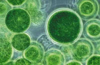 活性炭吸收微囊藻毒素